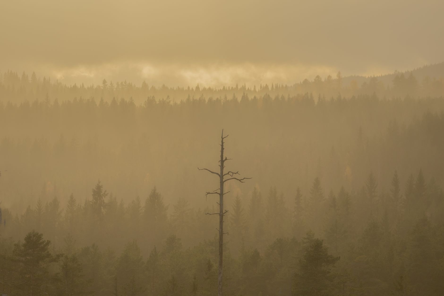 Misty forest at dawn — calm and grounded